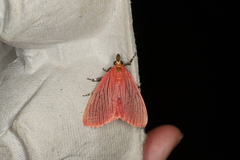 Arctioblepsis rubida