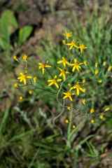 Senecio glaberrimus