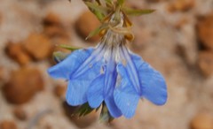 Lechenaultia heteromera