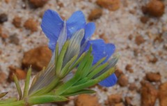 Lechenaultia heteromera