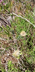 Phylica pubescens