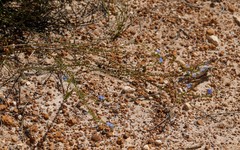 Lechenaultia heteromera