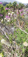Phylica pubescens