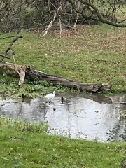 Egretta garzetta