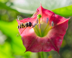 Nicotiana tomentosa