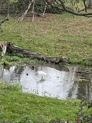 Egretta garzetta