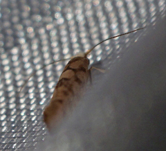 Argyresthia alternatella