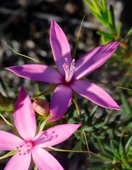 Calytrix decandra