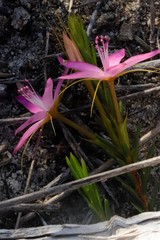 Calytrix decandra