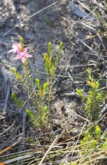 Calytrix decandra