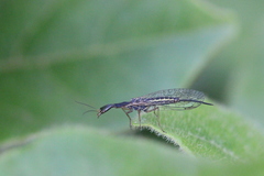 Xanthostigma corsica