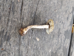 Lepiota griseovirens