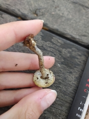 Lepiota griseovirens