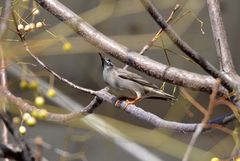 Spodiopsar cineraceus