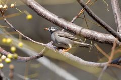 Spodiopsar cineraceus