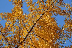 Ginkgo biloba