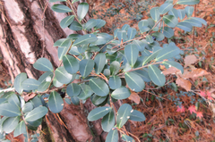Ilex crenata