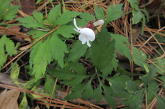 Viola chaerophylloides