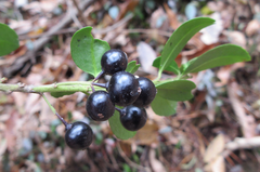 Ilex crenata