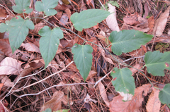 Rubus corchorifolius