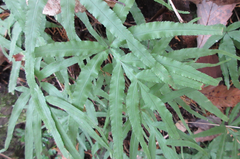 Pteris multifida