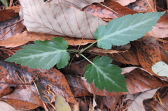 Rubus corchorifolius