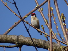 Carduelis carduelis