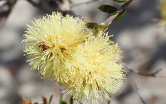 Melaleuca thymoides