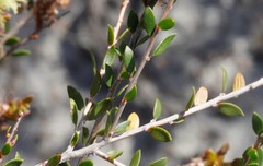 Melaleuca thymoides