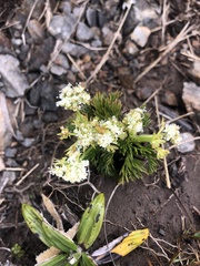 Aciphylla dissecta