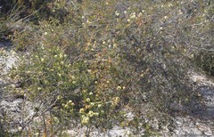 Melaleuca thymoides