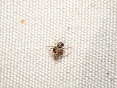 Phycosoma oecobioides