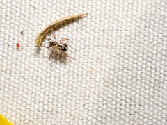 Phycosoma oecobioides