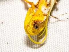 Phycosoma oecobioides