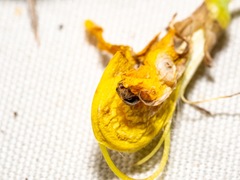 Phycosoma oecobioides