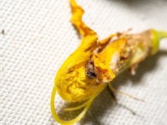 Phycosoma oecobioides