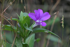 Barleria prattensis