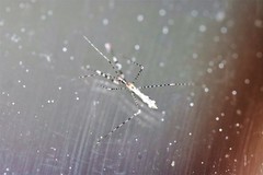 Empicoris rubromaculatus