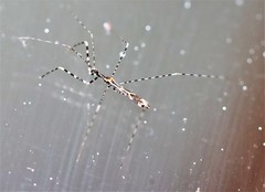 Empicoris rubromaculatus