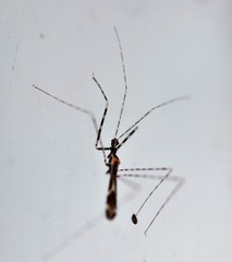 Empicoris rubromaculatus