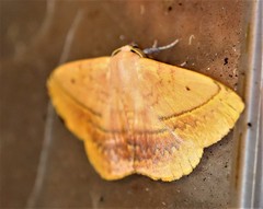 Anthela varia