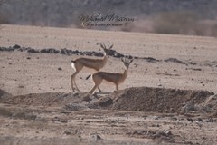 Gazella dorcas