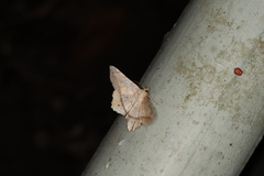Chiasmia clivicola