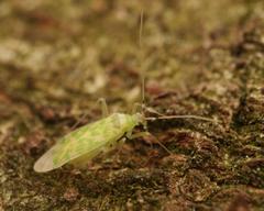 Malacocoris chlorizans