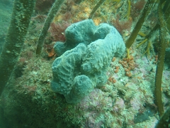 Psammocinia