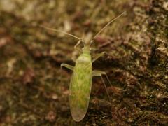Malacocoris chlorizans