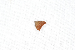 Choreutis achyrodes