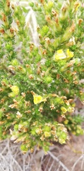 Aspalathus ericifolia