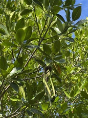 Rhizophora mucronata