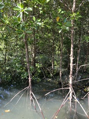 Rhizophora mucronata